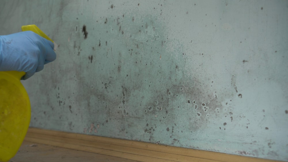 How Is Mold Toxicity Treated