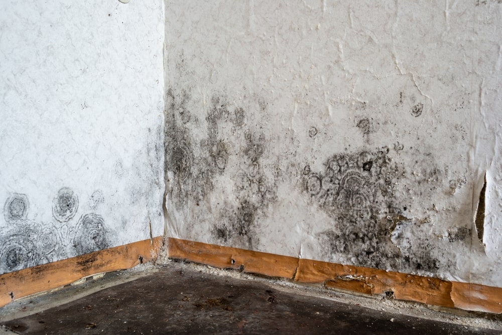 What Is Mold Toxicity